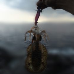 まるで秋エギング